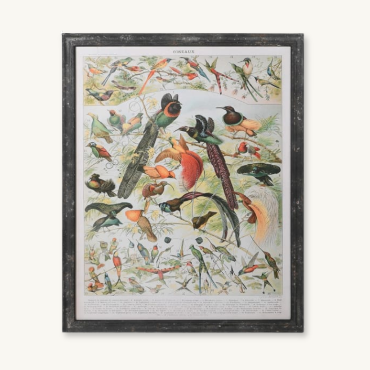 A framed vintage bird illustration with many colourful birds perched on branches, showing the title OISEAUX at the top.