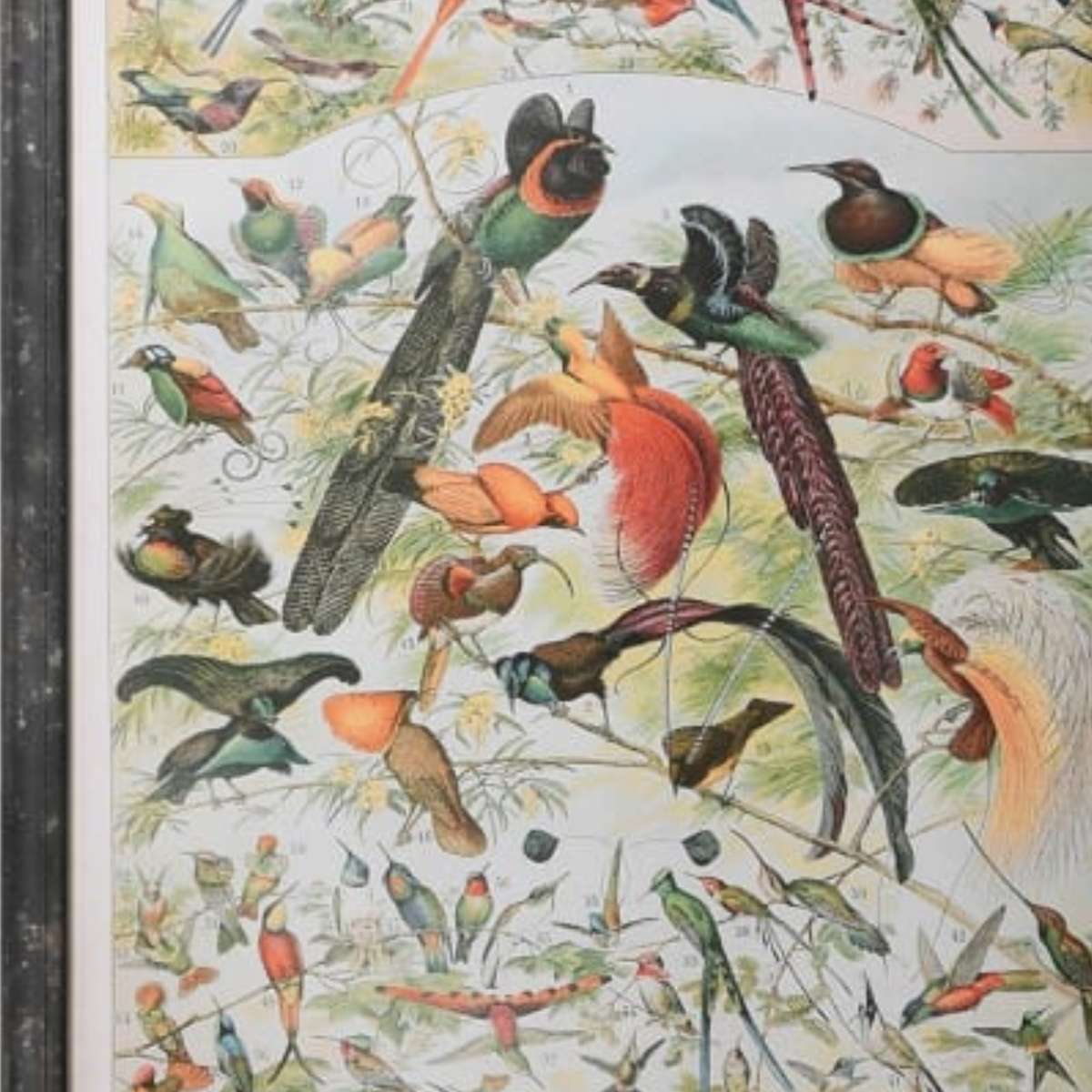 A close up framed vintage bird illustration with many colourful birds perched on branches.
