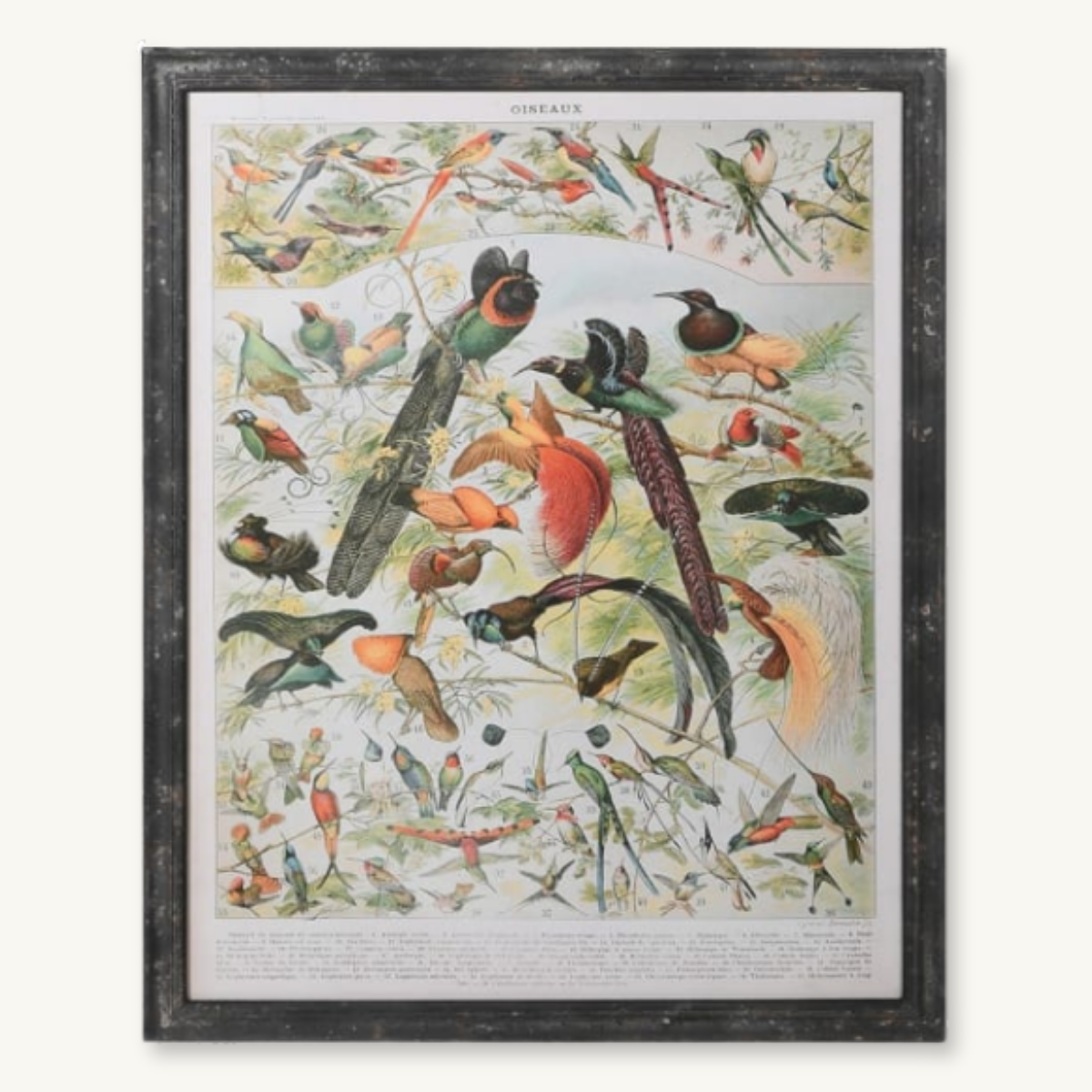 Les Oiseaux Framed Picture